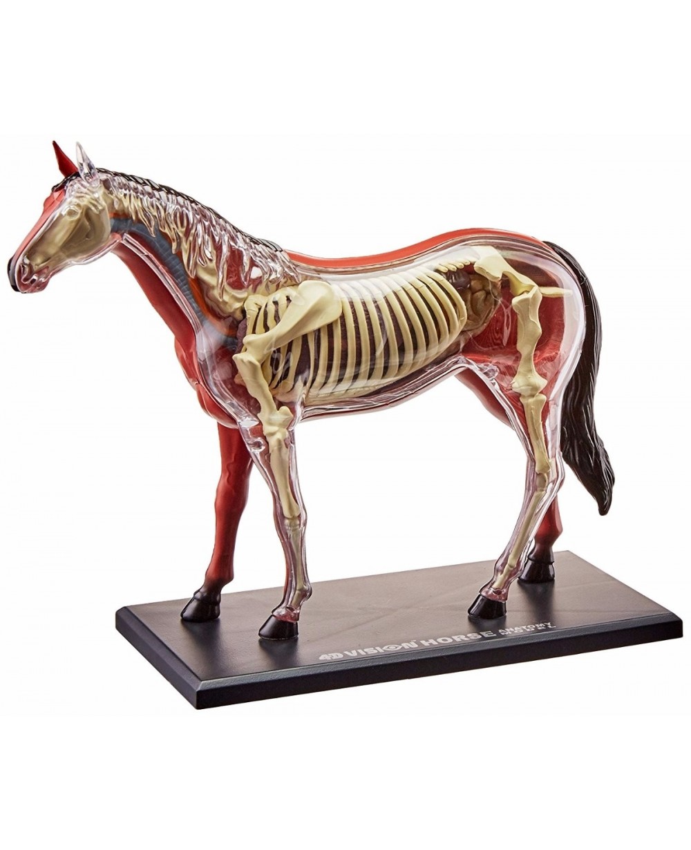 Esqueleto do Cavalo  Modelos Anatômicos