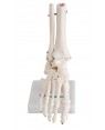 Esqueleto do Pé com Tornozelo COL 1113 Coleman