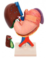 Fígado, Vesícula Biliar, Estômago, Pâncreas, Baço e Duodeno em 6 Partes  SD-5050