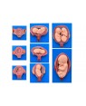 desenvolvimento do feto