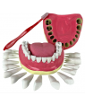 Arcada e Todos os Dentes Removíveis - Boca TGD-0312-C 
