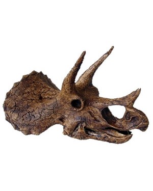 Crânio de Triceratops BRF05 Bios Réplicas