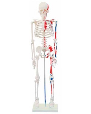 Esqueleto Humano 85cm c/ Origens e Inserções Musculares COL 1102-C Coleman