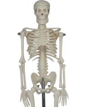 Esqueleto Humano Mini 42cm com Suporte COL 1103 Coleman