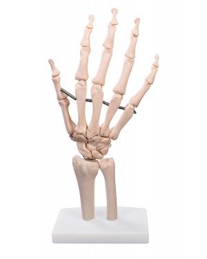 Esqueleto da Mão COL 1114 Coleman