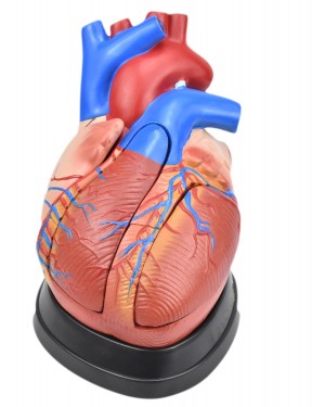 Coração Humano Médio 5 Partes  COL 1307-D Coleman