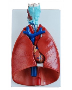 Sistema Respiratório e Cardiovascular Luxo 7 Partes COL 1320 Coleman