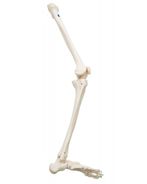 Esqueleto do Membro Inferior (Direito) COL 1122-D Coleman