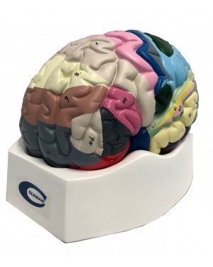 Cérebro Colorido com Região Funcional em 2 Partes COL 1308-C Coleman