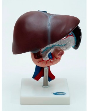 Fígado, Vesícula Biliar, Pâncreas, Duodeno e Baço COL 1311 Coleman