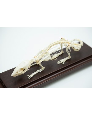 Esqueleto de Rato COL 3656 Coleman