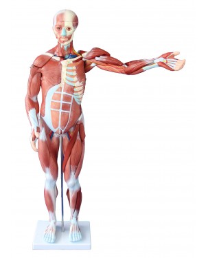 Figura Muscular Assexuado com órgãos 80cm 27 Partes COL 1334 Coleman