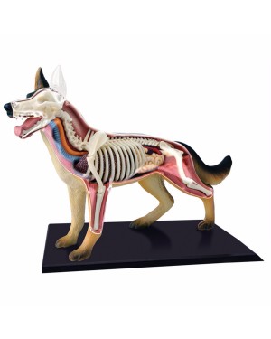 Anatomia do Cachorro com 29 peças QC-26115