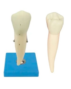 Dente Pré-molar Inferior com Raiz SD-5059/D