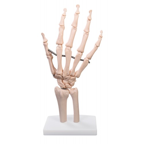 Esqueleto da Mão COL 1114 Coleman