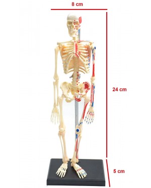 Esqueleto Humano 85 cm Altura Nervos e Vasos Sanguíneos - DUMONT SIMULADORES