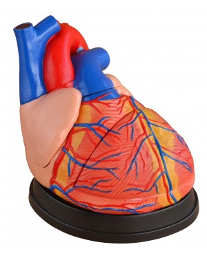 Coração Humano Gigante 3 partes COL 1307 Coleman