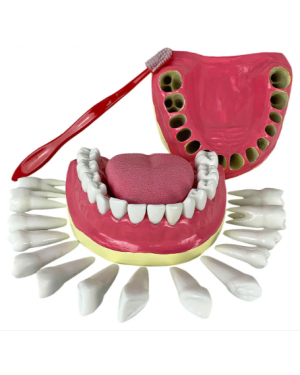 Arcada e Todos os Dentes Removíveis - Boca TGD-0312-C 