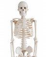 Esqueleto Humano 85cm com suporte COL 1102 Coleman foto 2