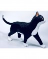 Anatomia do Gato - Modelo Anatômico - Quebra Cabeça na Loja Roster